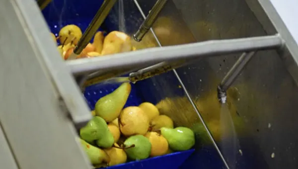 FRUIT PROCESSING