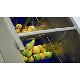 FRUIT PROCESSING