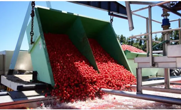 TOMATO PROCESSING