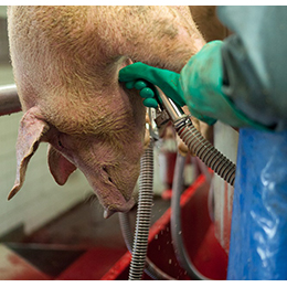 Blood Collection Systems for pigs