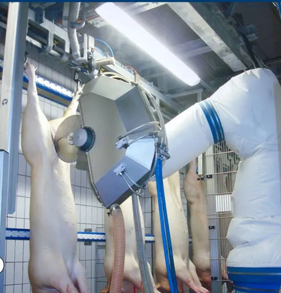 Dressing, cutting & evisceration - Pig