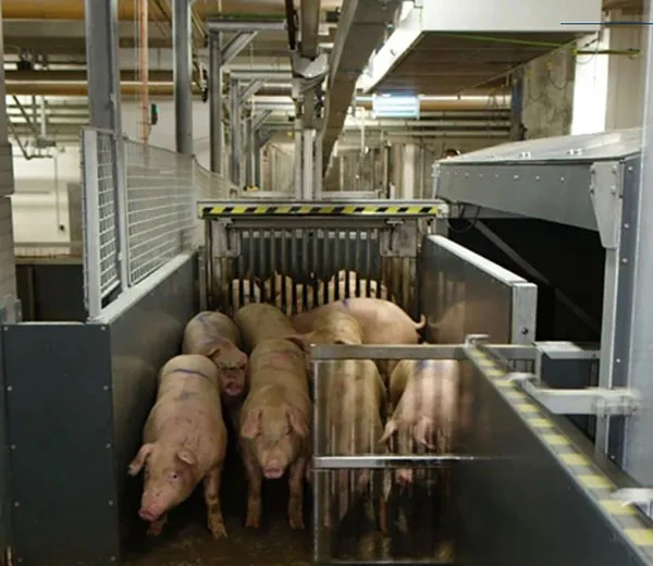 Live animal handling - Pigs