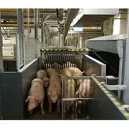 Live animal handling - Pigs