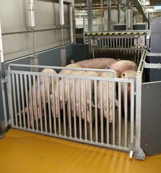 Pig stunning