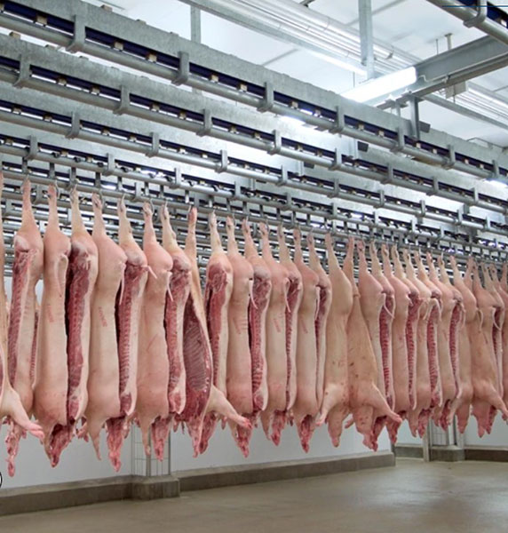 Transportation and cooling of pig carcasses