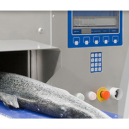 Fish Processing Solutions